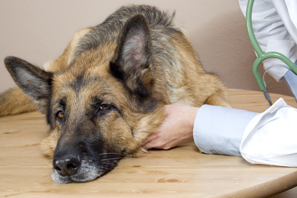 5 Health Signs of Senior Dogs You Should Watch For