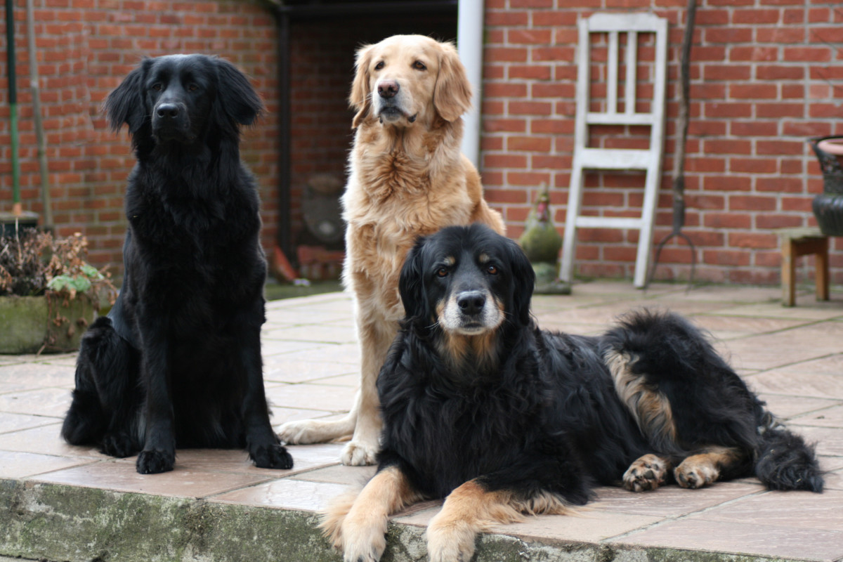 What's the Difference Between a Labrador Retriever and a Golden Retriever?